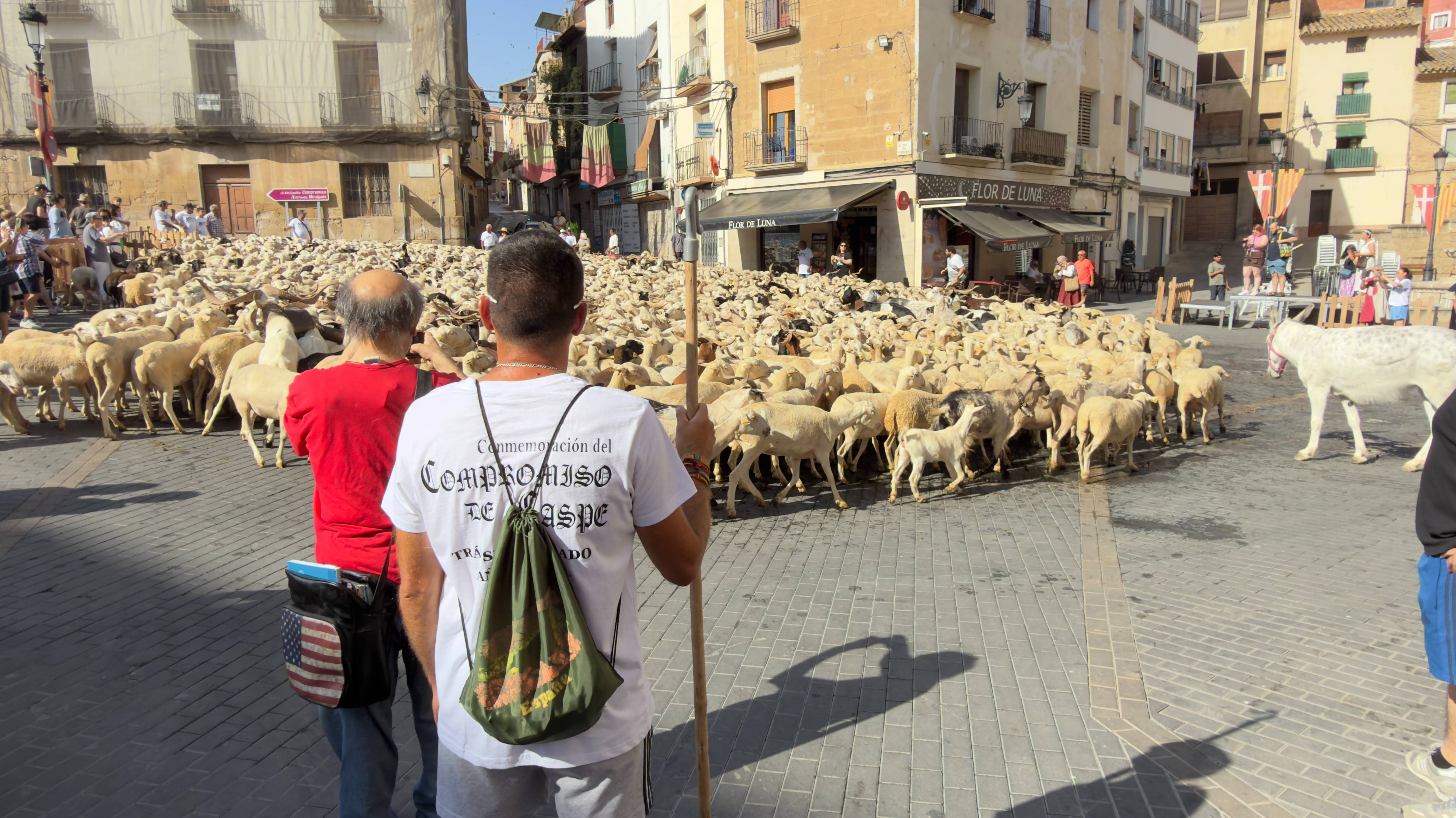 Trashumancia por el centro de Caspe